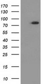 GPHN Antibody in Western Blot (WB)