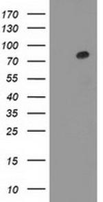 GPHN Antibody in Western Blot (WB)