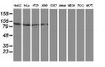 GPHN Antibody in Western Blot (WB)