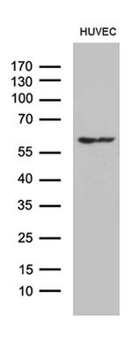 GPR151 Antibody in Western Blot (WB)