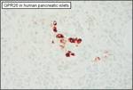 GPR26 Antibody in Immunohistochemistry (Paraffin) (IHC (P))