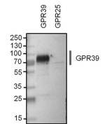 GPR39 Antibody in Western Blot (WB)