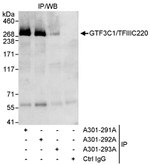 GTF3C1/TFIIIC220 Antibody in Immunoprecipitation (IP)