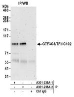 GTF3C3/TFIIIC102 Antibody in Western Blot (WB)