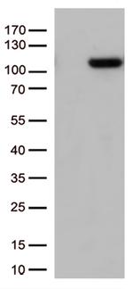 GTF3C4 Antibody in Western Blot (WB)