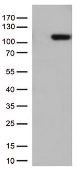 GTF3C4 Antibody in Western Blot (WB)