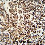 GTSF1 Antibody in Immunohistochemistry (IHC)