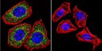 Glucocorticoid Receptor Antibody in Immunocytochemistry (ICC/IF)