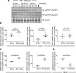 Glucocorticoid Receptor Antibody in ChIP Assay (ChIP)