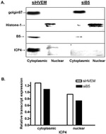 Golgin-97 Antibody in Western Blot (WB)