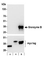 Granzyme B Antibody in Western Blot (WB)