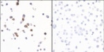 Granzyme B Antibody in Immunocytochemistry (ICC/IF)