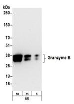 Granzyme B Antibody in Western Blot (WB)