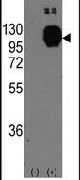 H-cadherin Antibody in Western Blot (WB)