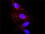 A2M Antibody in Proximity Ligation Assay (PLA) (PLA)