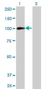 AHR Antibody in Western Blot (WB)