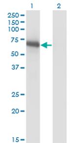 BIN1 Antibody in Western Blot (WB)