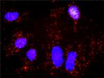 BIRC4 Antibody in Proximity Ligation Assay (PLA) (PLA)