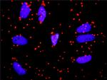 APOA1 Antibody in Proximity Ligation Assay (PLA) (PLA)