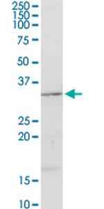 APOA1 Antibody in Western Blot (WB)