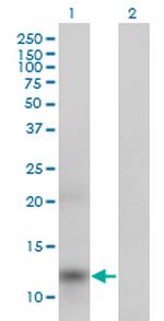 APOA2 Antibody in Western Blot (WB)