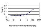 ATP1B3 Antibody in ELISA (ELISA)