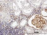 BST2 Antibody in Immunohistochemistry (Paraffin) (IHC (P))