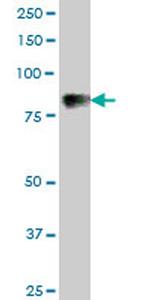 C1S Antibody in Western Blot (WB)