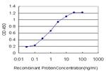 CACNB2 Antibody in ELISA (ELISA)