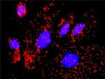 CAMK2G Antibody in Proximity Ligation Assay (PLA) (PLA)