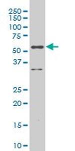 RUNX2 Antibody in Western Blot (WB)