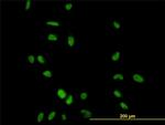 CCNH Antibody in Immunocytochemistry (ICC/IF)