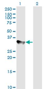 CCNH Antibody in Western Blot (WB)