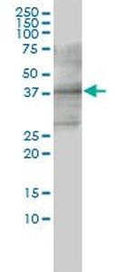 CD33 Antibody in Western Blot (WB)