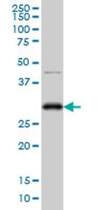 CDC2 Antibody in Western Blot (WB)