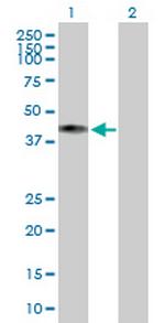 COX10 Antibody in Western Blot (WB)