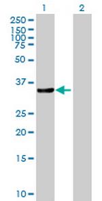 CRKL Antibody in Western Blot (WB)