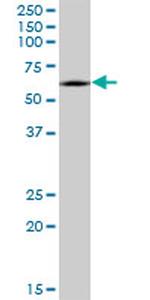 CRMP1 Antibody in Western Blot (WB)