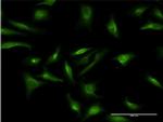 CRY2 Antibody in Immunocytochemistry (ICC/IF)