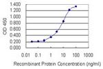 CYP1A2 Antibody in ELISA (ELISA)