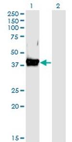 DAF Antibody in Western Blot (WB)