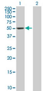DDC Antibody in Western Blot (WB)
