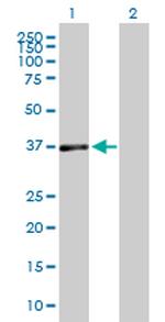 DUSP7 Antibody in Western Blot (WB)