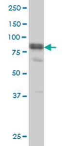 DVL3 Antibody in Western Blot (WB)