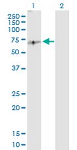 E2F2 Antibody in Western Blot (WB)