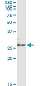 EFNA3 Antibody in Immunoprecipitation (IP)