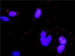 EIF4EBP1 Antibody in Proximity Ligation Assay (PLA) (PLA)