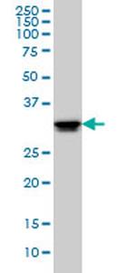ELAVL1 Antibody in Western Blot (WB)