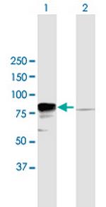 EWSR1 Antibody in Western Blot (WB)