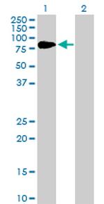 F2 Antibody in Western Blot (WB)